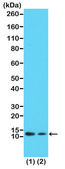 Anti-Acetyl-Histone H4 (Lys12) antibody, Rabbit monoclonal recombinant, expressed in HEK 293 cells, clone RM202, purified immunoglobulin