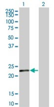 Monoclonal Anti-SENP8 antibody produced in mouse clone 2E1, purified immunoglobulin, buffered aqueous solution