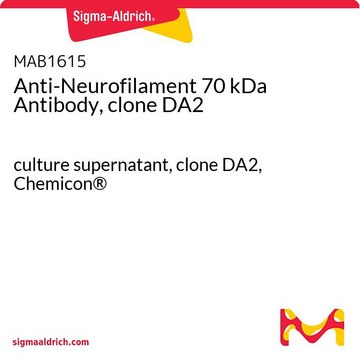 Anti-Neurofilament 70 kDa Antibody, clone DA2 culture supernatant, clone DA2, Chemicon&#174;