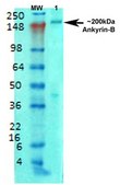 Monoclonal Anti-Gaba-B Receptor 2 - Biotin antibody produced in mouse clone S81-2, purified immunoglobulin