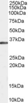 Anti-RAD51AP1 (C-terminal) antibody produced in goat affinity isolated antibody, buffered aqueous solution