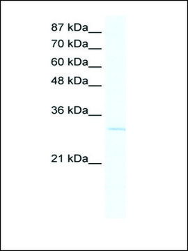 Anti-VGLL1 antibody produced in rabbit IgG fraction of antiserum