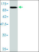 Monoclonal Anti-SLC20A1 antibody produced in mouse clone 6A9-F2, purified immunoglobulin, buffered aqueous solution