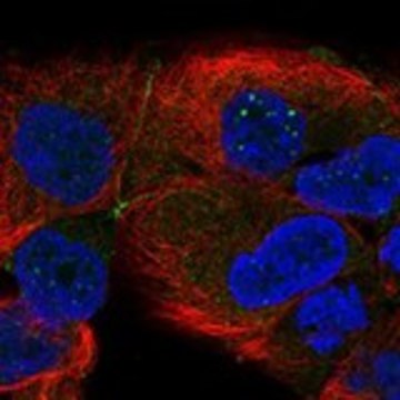 Anti-TSPAN15 antibody produced in rabbit Prestige Antibodies&#174; Powered by Atlas Antibodies, affinity isolated antibody, buffered aqueous glycerol solution