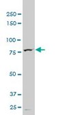 Monoclonal Anti-TTF2 antibody produced in mouse clone 3D11, purified immunoglobulin, buffered aqueous solution