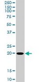 Monoclonal Anti-RHOC antibody produced in mouse clone 2E12, purified immunoglobulin, buffered aqueous solution