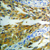 Anti-phospho-eIF2 &#945; (pSer51) antibody produced in rabbit affinity isolated antibody
