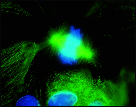 Anti-Mouse IgG (whole molecule)–FITC antibody produced in goat affinity isolated antibody, buffered aqueous solution