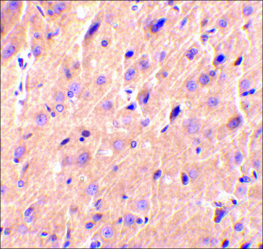 Anti-Precerebellin (ab2) antibody produced in rabbit affinity isolated antibody, buffered aqueous solution