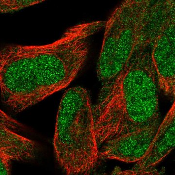 Anti-WDR26 antibody produced in rabbit Prestige Antibodies&#174; Powered by Atlas Antibodies, affinity isolated antibody