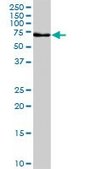 Monoclonal Anti-GLMN antibody produced in mouse clone 1C12, purified immunoglobulin, buffered aqueous solution