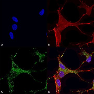 Monoclonal Anti-Mglur1/5 - Biotin antibody produced in mouse clone S75-33, purified immunoglobulin