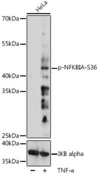 Anti-Phospho-NFKBIA-S36 antibody produced in rabbit