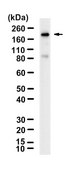 Anti-MYH6 Antibody, clone 1L5 ZooMAb&#174; Rabbit Monoclonal recombinant, expressed in HEK 293 cells