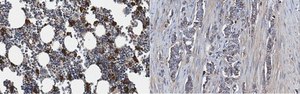Anti-Cathepsin B from rabbit, purified by affinity chromatography