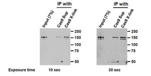 Anti-Cas9 Antibody, clone 7A9 clone 7A9, from mouse