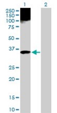 Anti-APOF antibody produced in rabbit purified immunoglobulin, buffered aqueous solution