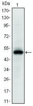 Monoclonal Anti-EPHA10 antibody produced in mouse clone 2E8, ascites fluid