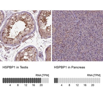 Anti-HSPBP1 antibody produced in rabbit Prestige Antibodies&#174; Powered by Atlas Antibodies, affinity isolated antibody, buffered aqueous glycerol solution