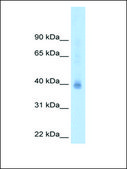 Anti-NR2F2 (AB2) antibody produced in rabbit IgG fraction of antiserum