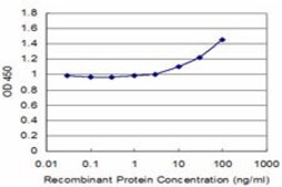 Monoclonal Anti-SQSTM1 antibody produced in mouse clone 1C9, purified immunoglobulin, buffered aqueous solution