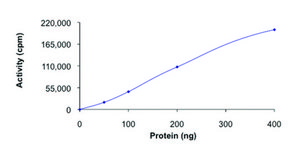 WNK1 (181-507), active, GST tagged human PRECISIO&#174; Kinase, recombinant, expressed in baculovirus infected Sf9 cells, &#8805;70% (SDS-PAGE), buffered aqueous glycerol solution