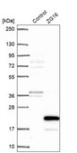 Anti-ZG16 antibody produced in rabbit Prestige Antibodies&#174; Powered by Atlas Antibodies, affinity isolated antibody, buffered aqueous glycerol solution