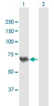 Anti-ACSL5 antibody produced in mouse purified immunoglobulin, buffered aqueous solution