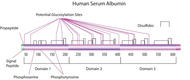 Human albumin (molecular size) BRP, European Pharmacopoeia (EP) Reference Standard