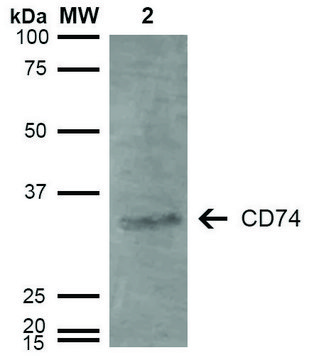 Monoclonal Anti-CD74-FITC antibody produced in mouse clone 3D7