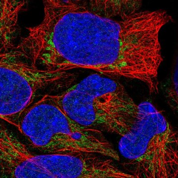 Anti-TRMU antibody produced in rabbit Prestige Antibodies&#174; Powered by Atlas Antibodies, affinity isolated antibody