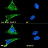 Anti-ORP5 (OBPH1) antibody produced in goat affinity isolated antibody, buffered aqueous solution