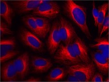 Anti-&#946;-Tubulin antibody, Mouse monoclonal ~2.0&#160;mg/mL, clone AA2, purified from hybridoma cell culture