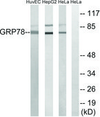 Anti-GRP78 antibody produced in rabbit affinity isolated antibody