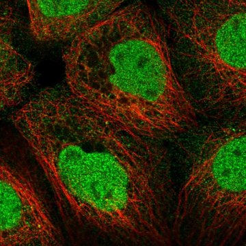 Anti-STK11 antibody produced in rabbit Prestige Antibodies&#174; Powered by Atlas Antibodies, affinity isolated antibody