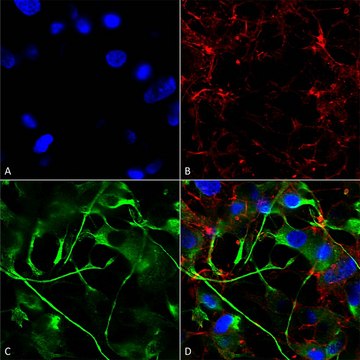 Monoclonal Anti-Vglut2 - Atto 594 antibody produced in mouse clone S29-29, purified immunoglobulin