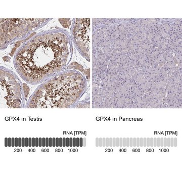 Anti-GPX4 antibody produced in rabbit Prestige Antibodies&#174; Powered by Atlas Antibodies, affinity isolated antibody