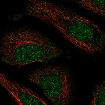 Anti-NXT2 antibody produced in rabbit Prestige Antibodies&#174; Powered by Atlas Antibodies, affinity isolated antibody