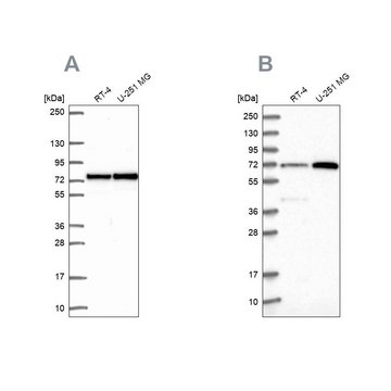 Anti-PES1 antibody produced in rabbit Prestige Antibodies&#174; Powered by Atlas Antibodies, affinity isolated antibody, buffered aqueous glycerol solution