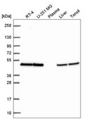 Anti-EIF4A2 antibody produced in rabbit Prestige Antibodies&#174; Powered by Atlas Antibodies, affinity isolated antibody