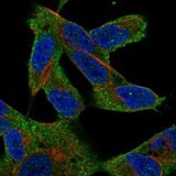 Anti-MAP3K7 antibody produced in rabbit Prestige Antibodies&#174; Powered by Atlas Antibodies, affinity isolated antibody, buffered aqueous glycerol solution