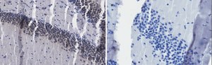 Anti-c-Fos Antibody, clone 1D10, ZooMAb&#174; Rabbit Monoclonal recombinant, expressed in HEK 293 cells