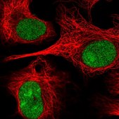 Anti-NRG2 antibody produced in rabbit Prestige Antibodies&#174; Powered by Atlas Antibodies, affinity isolated antibody