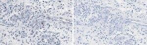 Anti-p-PTEN (Tyr240) Antibody, clone 3G6 ZooMAb&#174; Rabbit Monoclonal recombinant, expressed in HEK 293 cells