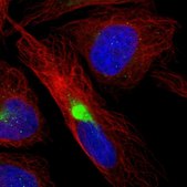 Anti-MARS2 antibody produced in rabbit Prestige Antibodies&#174; Powered by Atlas Antibodies, affinity isolated antibody, buffered aqueous glycerol solution