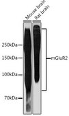 Anti-mGluR2 antibody produced in rabbit