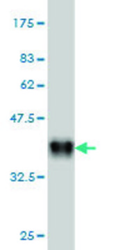 Monoclonal Anti-ADCYAP1R1 antibody produced in mouse clone 2B12, purified immunoglobulin, buffered aqueous solution