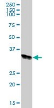 Anti-HLA-DRA antibody produced in mouse purified immunoglobulin, buffered aqueous solution