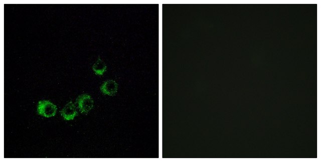 Anti-OR10A5 antibody produced in rabbit affinity isolated antibody