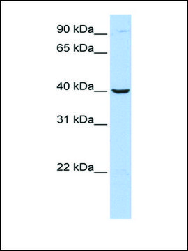 Anti-ARG2 antibody produced in rabbit affinity isolated antibody